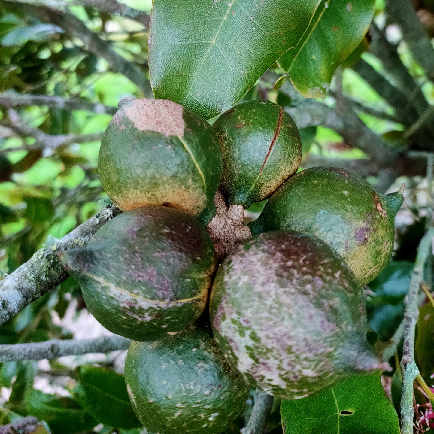 Macadamia x tetraphylla 'Beaumont'