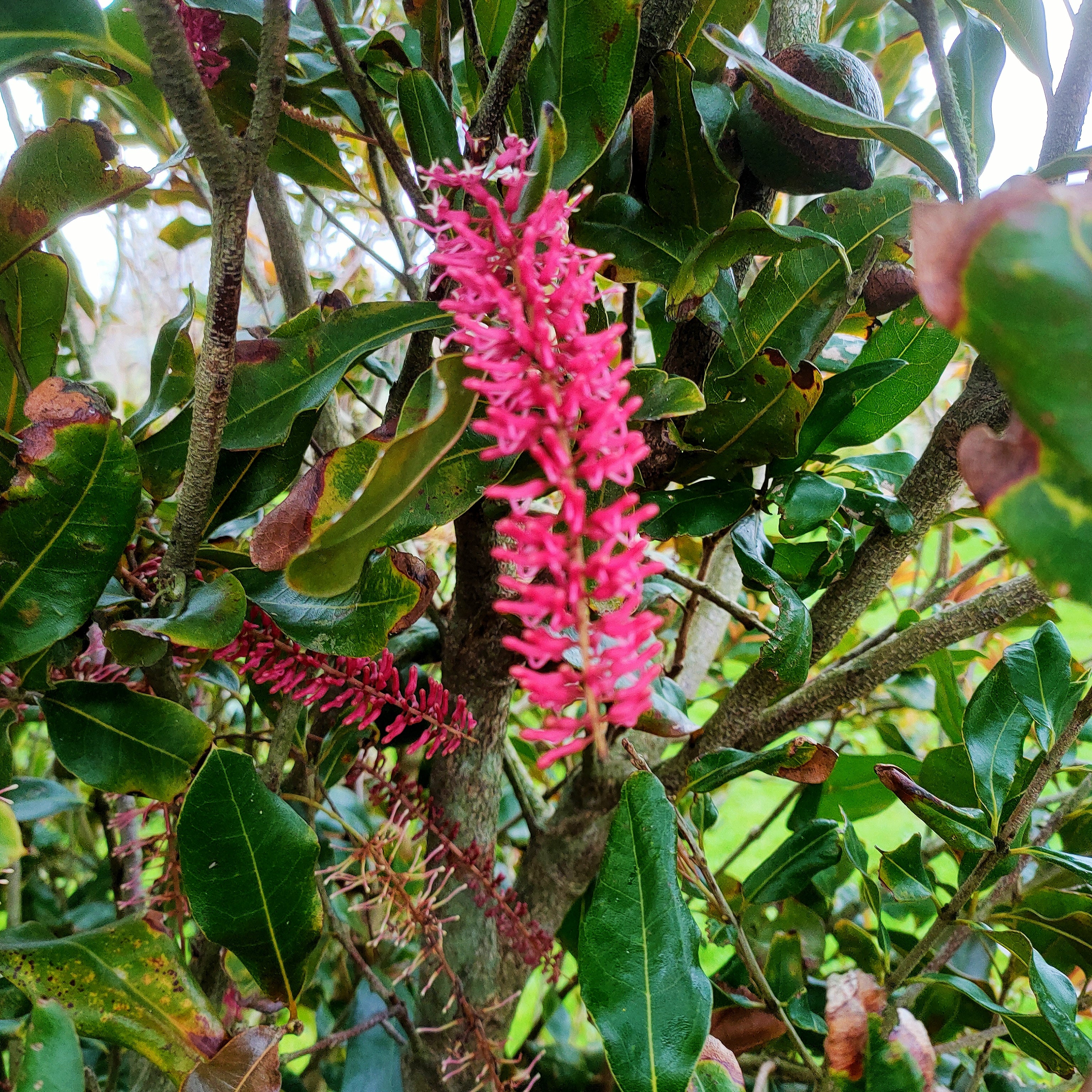 Macadamia x tetraphylla Beaumont Pikirangi Online Garden Centre