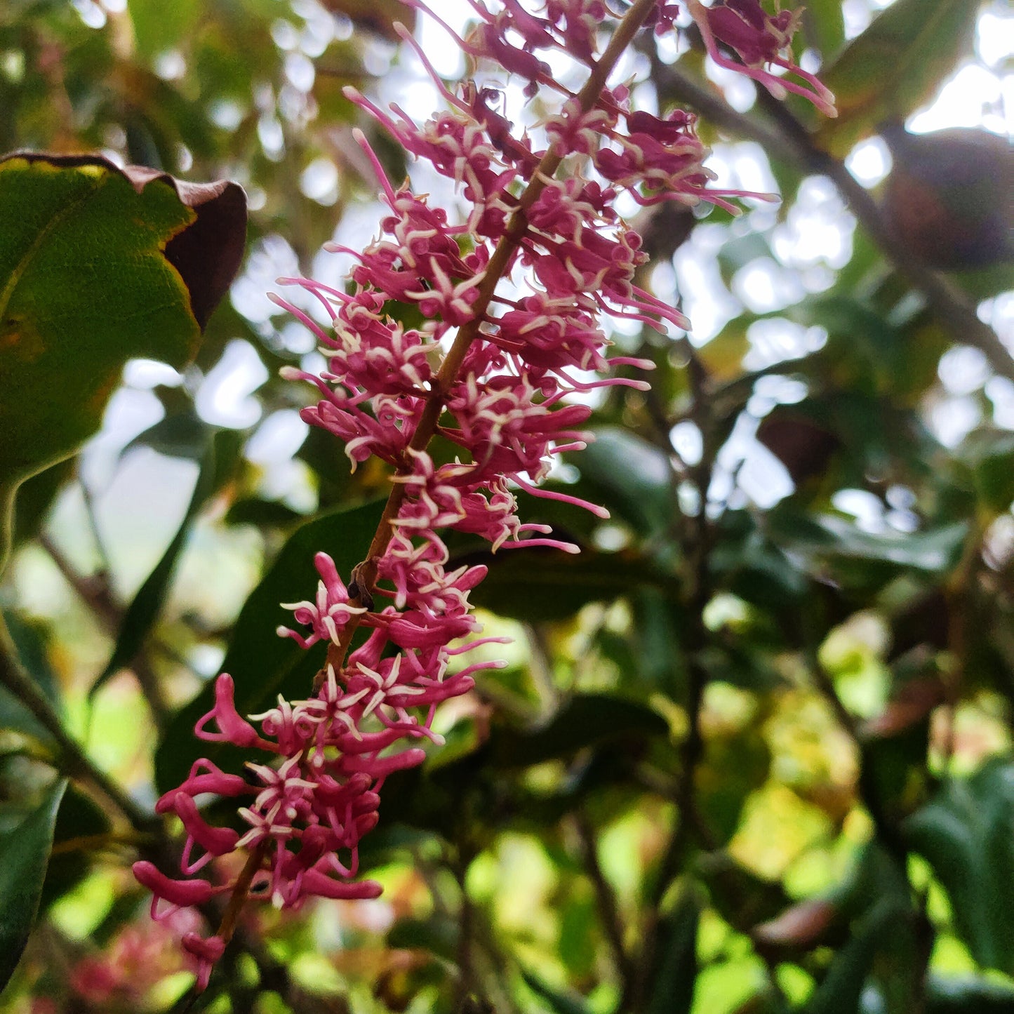 Macadamia x tetraphylla 'Beaumont'