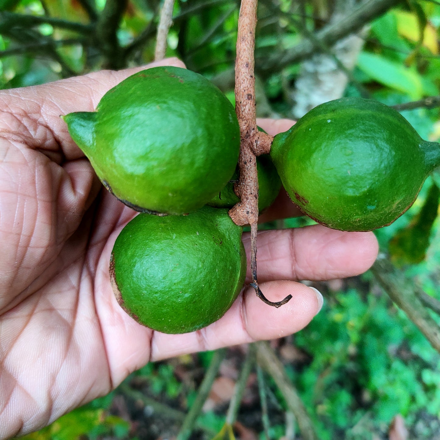 Macadamia x tetraphylla 'Beaumont'