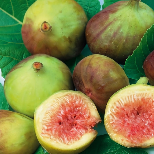 Ficus carica 'Vlassoff' (Fig)