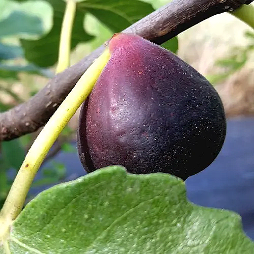 Ficus carica 'Black' (Fig)