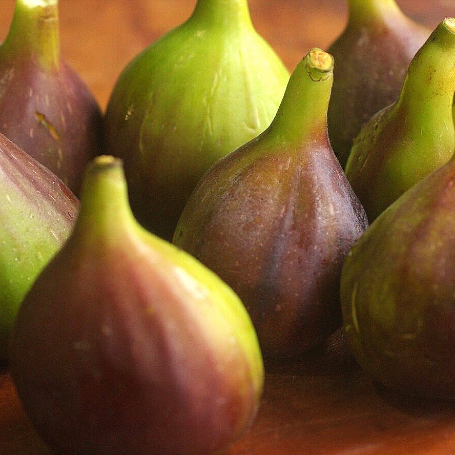 Ficus carica 'Pouto Sugar' (Fig)