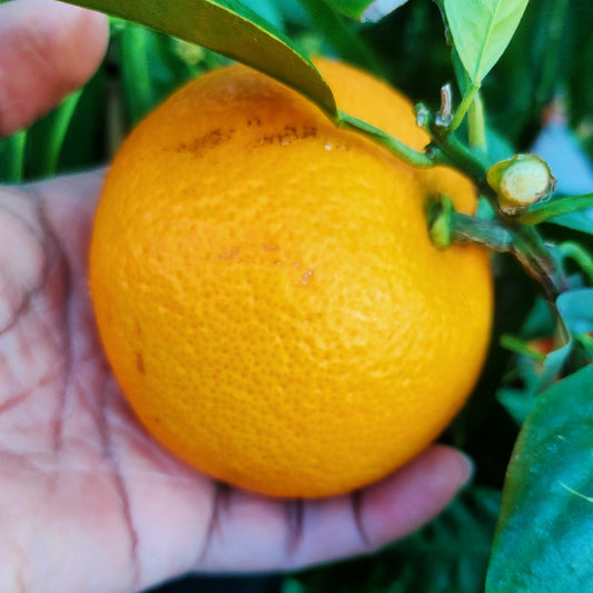 Citrus × paradisi 'Cutler's Red' (Grapefruit) Dwarf