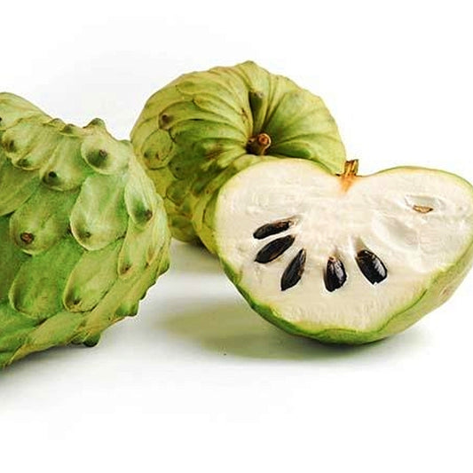 Annona cherimola 'Canaria' (Cherimoya)