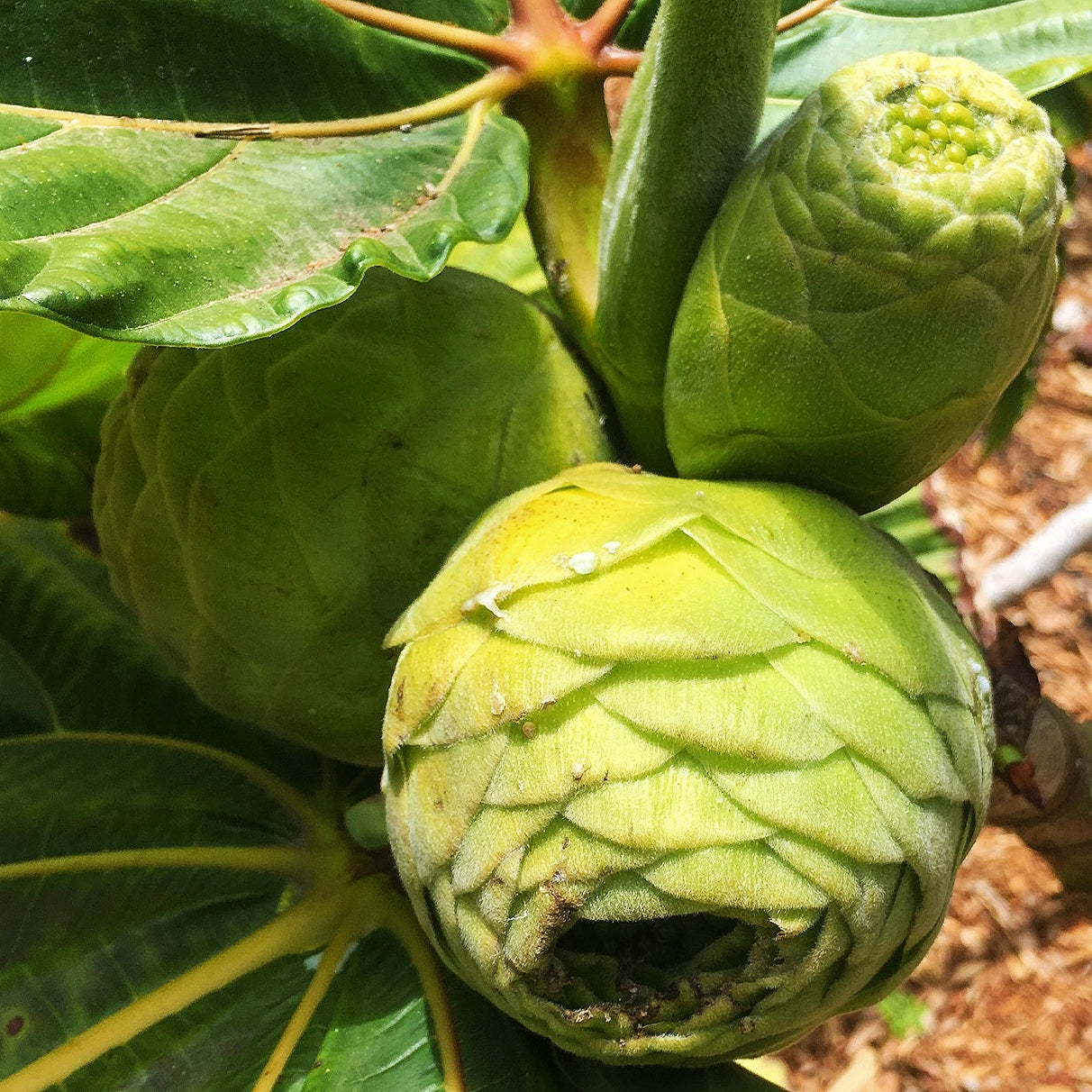 Ficus dammaropsis (Highland Breadfruit)