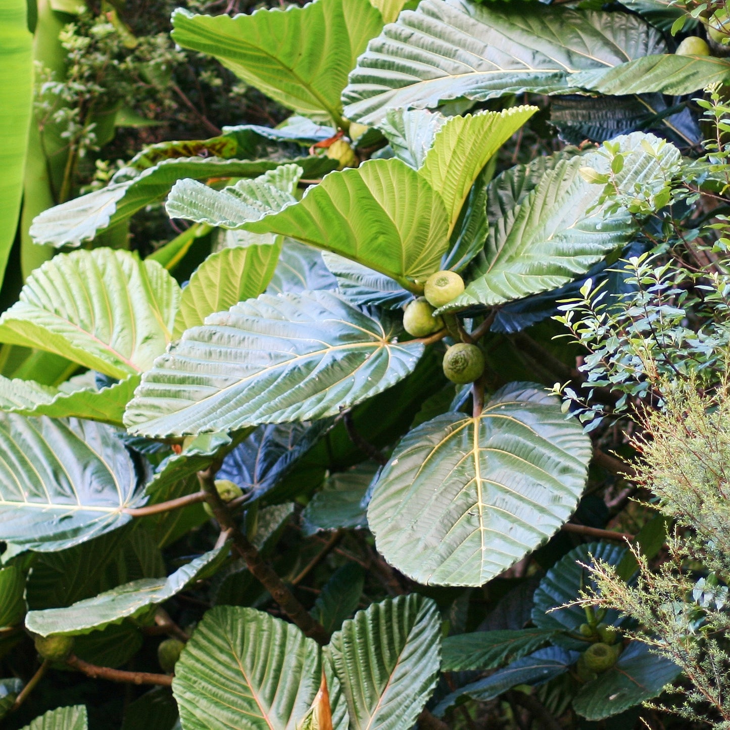 Ficus dammaropsis (Highland Breadfruit)