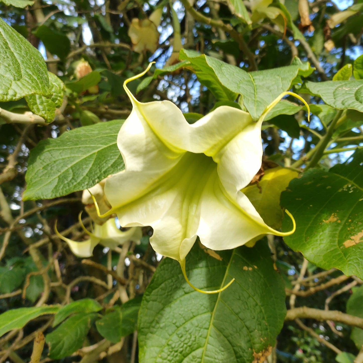 Brugmansia suaveolens (White Angel's Trumpet)