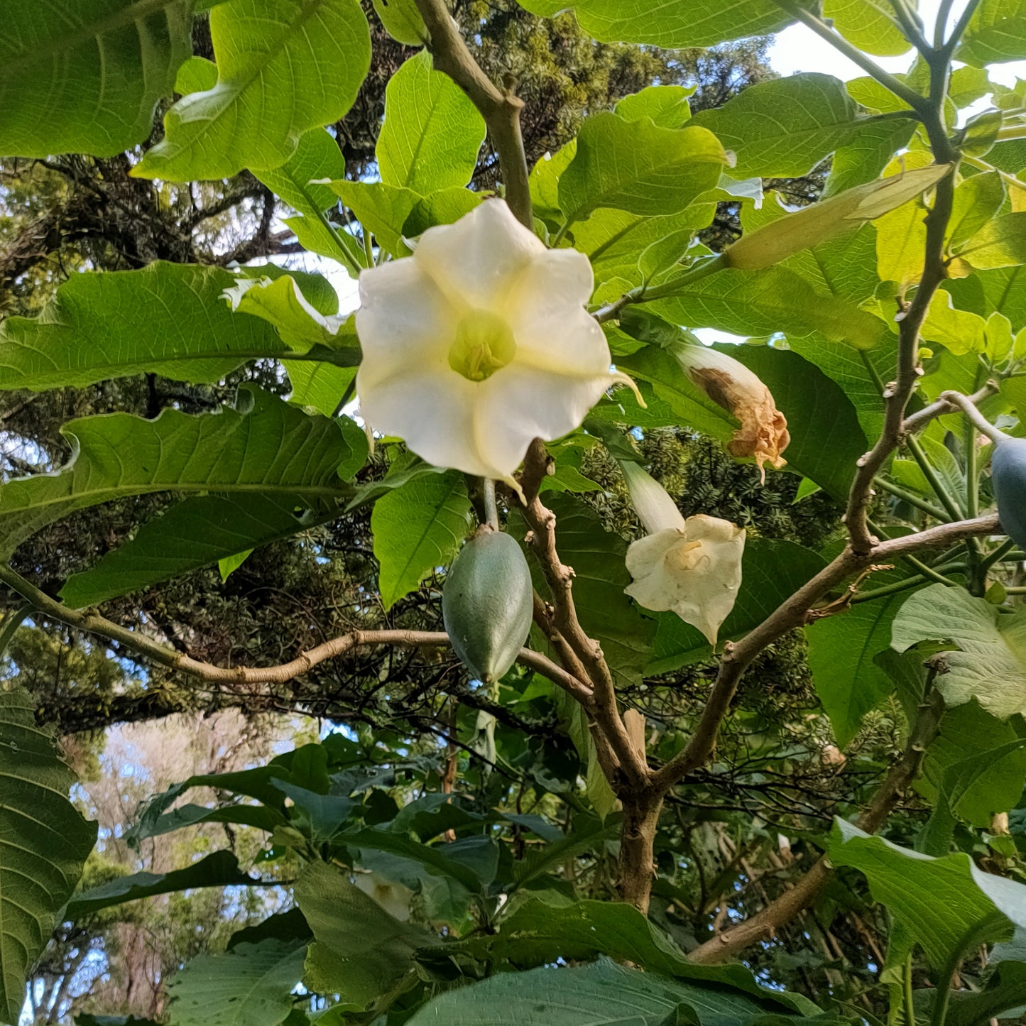 Brugmansia suaveolens (White Angel's Trumpet)