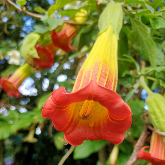 Brugmansia sanguinea (Red Angel's Trumpet)