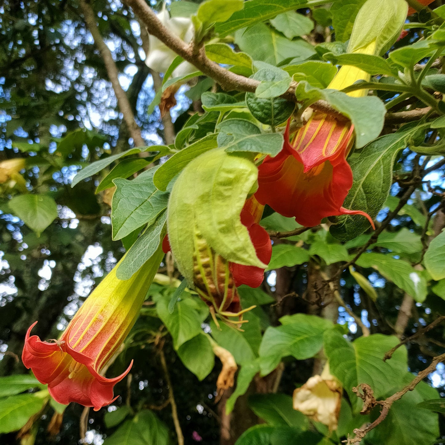 Brugmansia sanguinea (Red Angel's Trumpet)