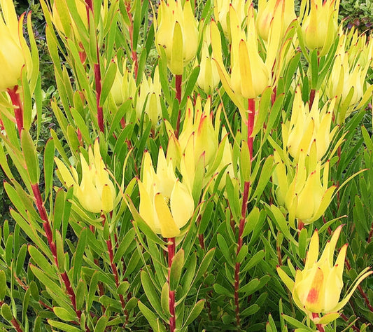 Leucadendron laureolum x salignum 'Inca Gold' (Peninsula Conebush)