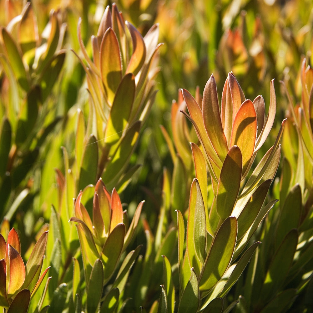 Leucadendron laureolum x salignum 'Inca Gold' (Peninsula Conebush)