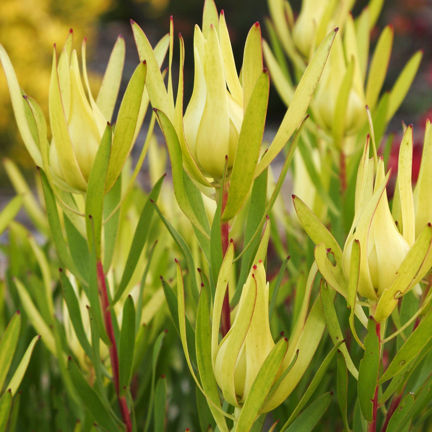 Leucadendron laureolum x salignum 'Inca Gold' (Peninsula Conebush)