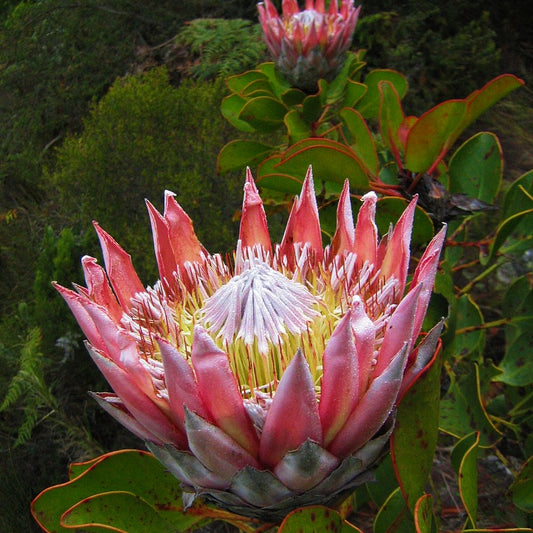 Protea cynaroides (King Protea)