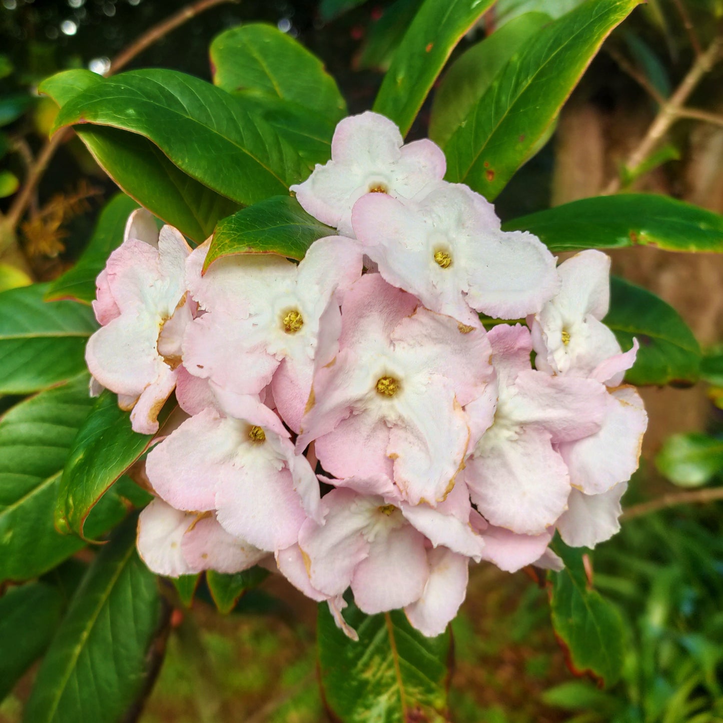 Luculia pinceana 'Fragrant Cloud'