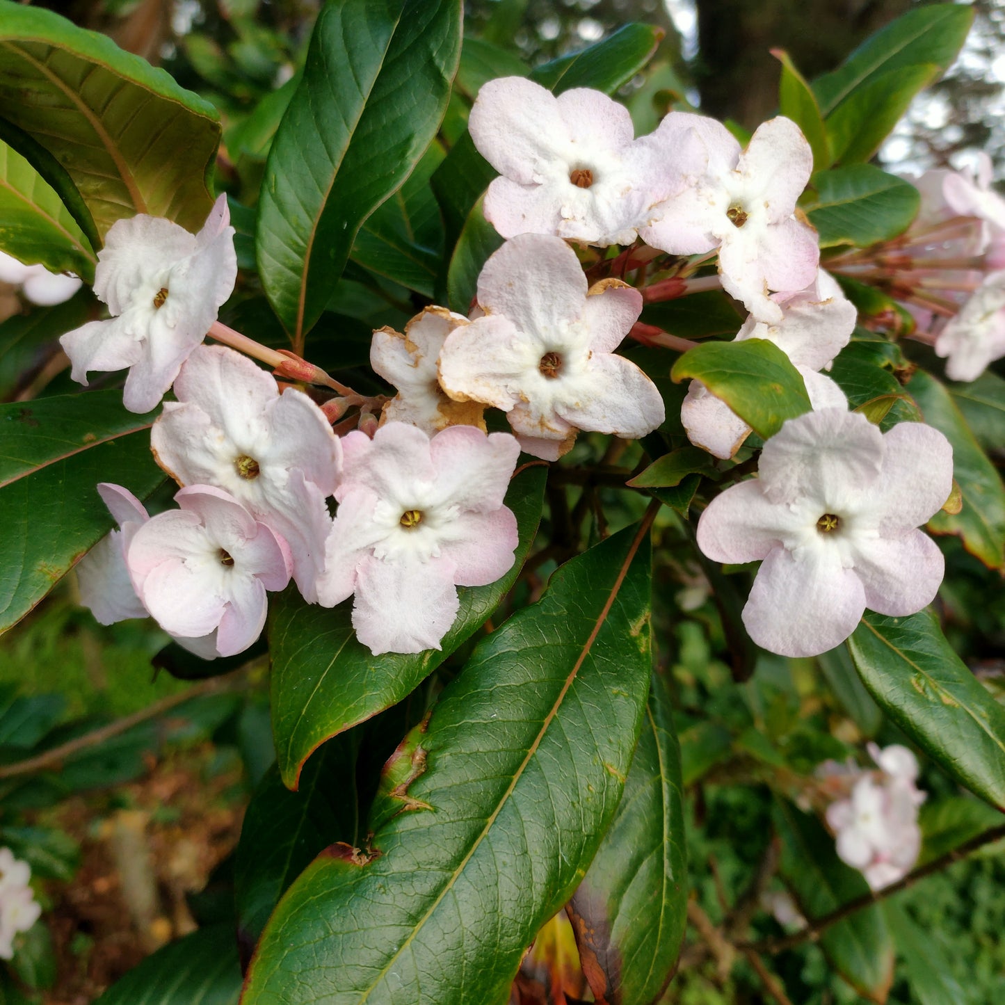 Luculia pinceana 'Fragrant Cloud'