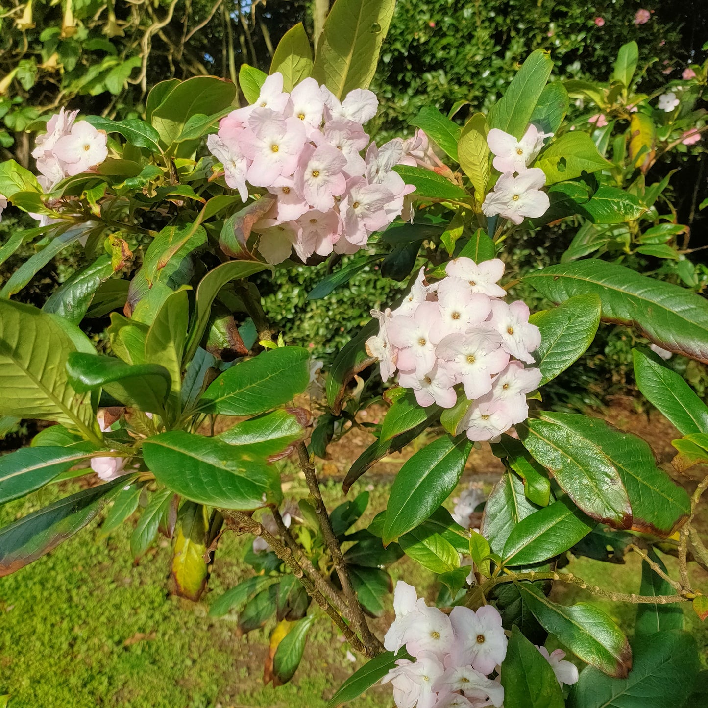 Luculia pinceana 'Fragrant Cloud'