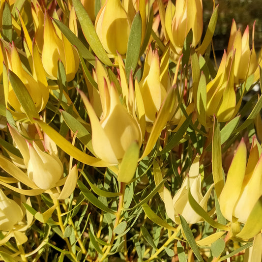 Leucadendron laureolum x salignum 'Cream Delight' (Peninsula Conebush)