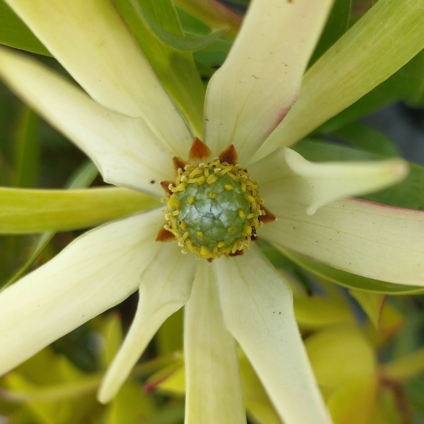 Leucadendron laureolum x salignum 'Inca Gold' (Peninsula Conebush)