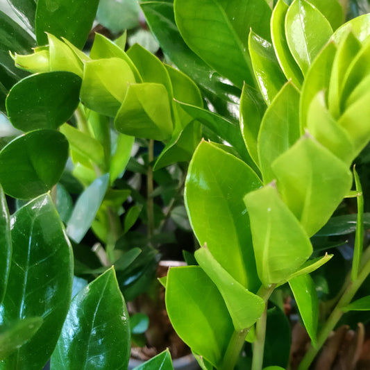 Zamioculcas zamiifolia (Zanzibar Gem)