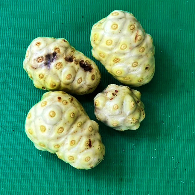 Morinda citrifolia (Noni)