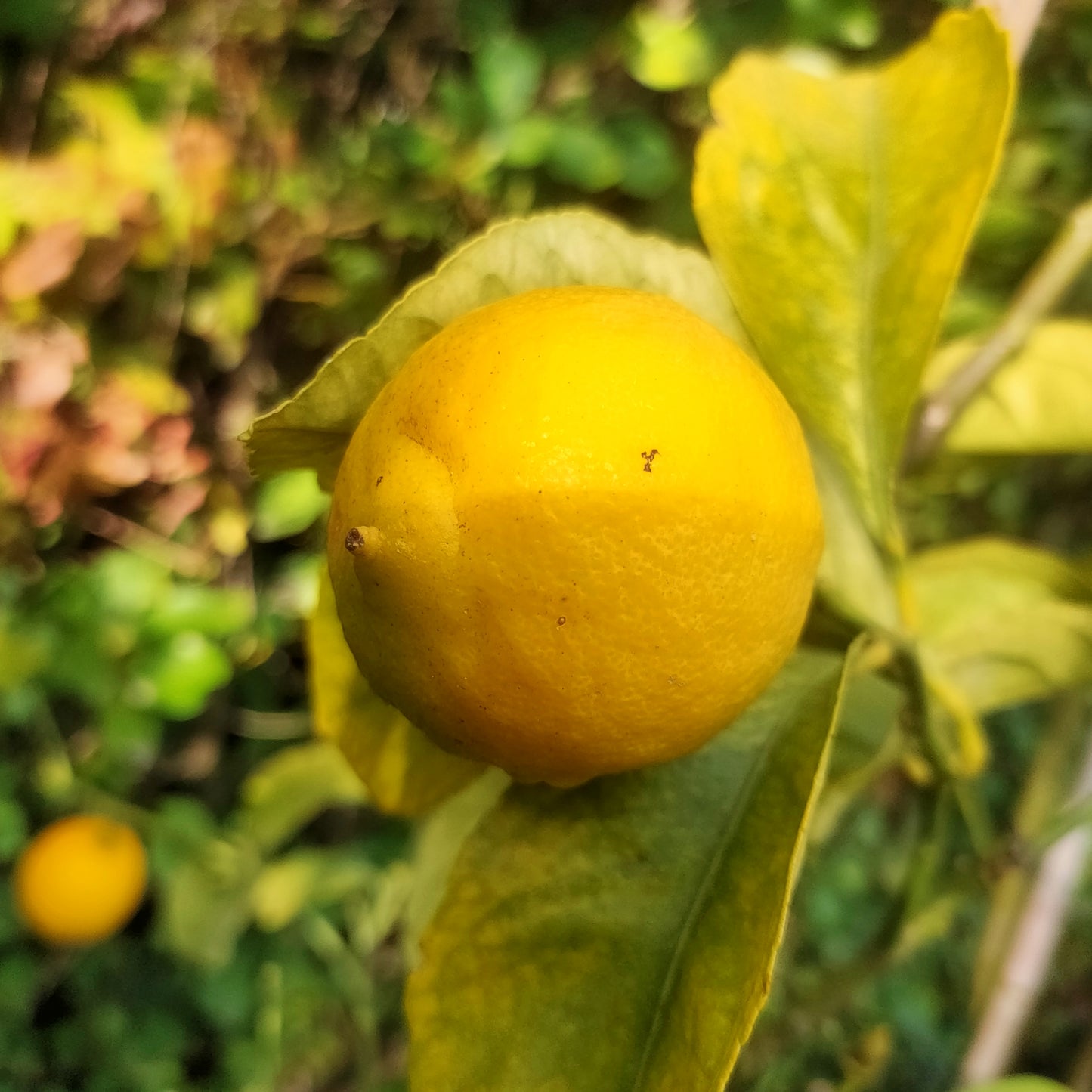 Citrus x limon 'Eureka' (Eureka Lemon)