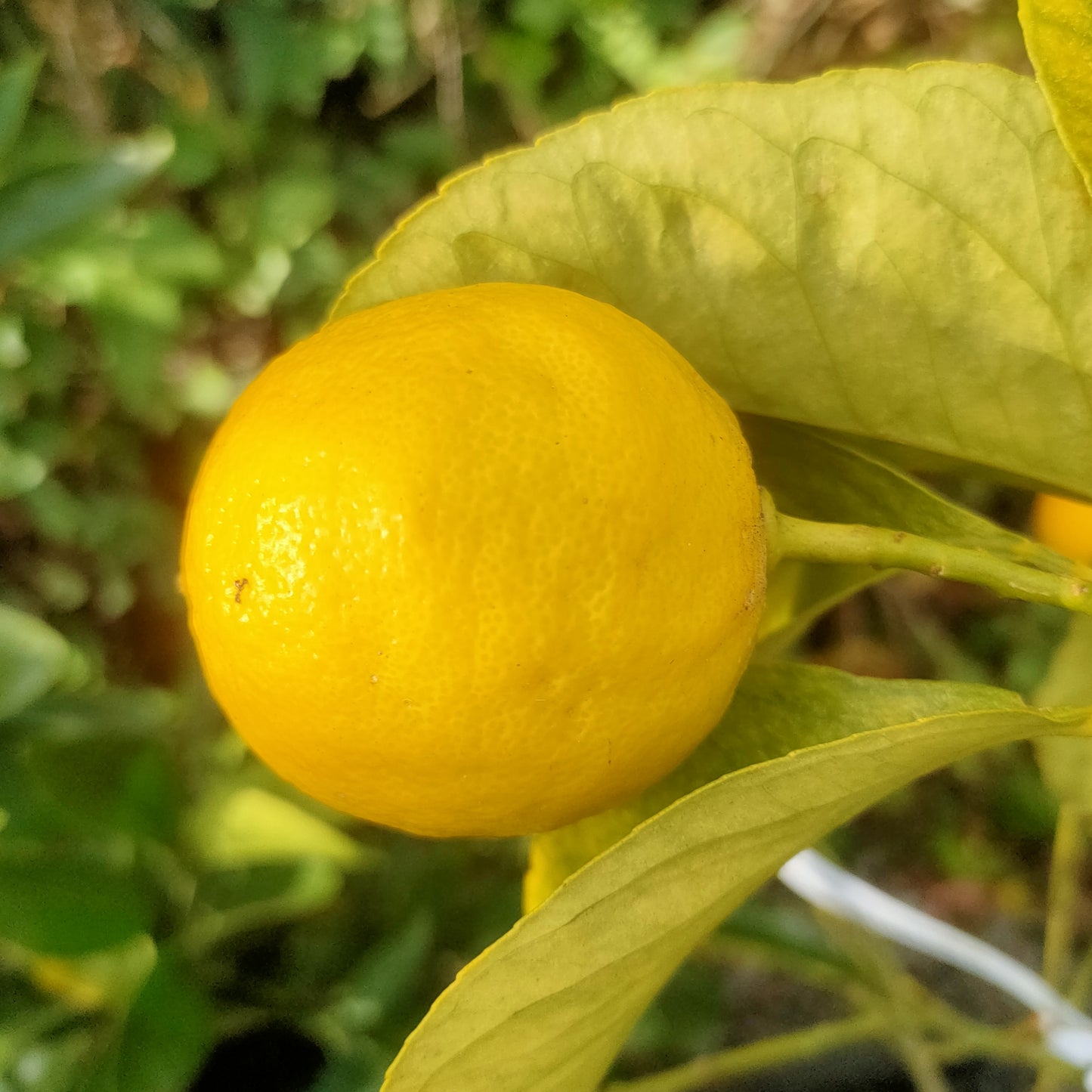 Citrus x limon 'Eureka' (Eureka Lemon)