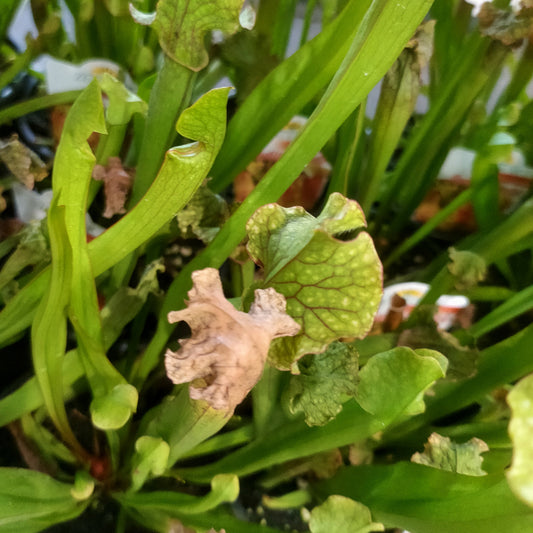 Sarracenia 'Judith Hindle' (Trumpet Pitcher)