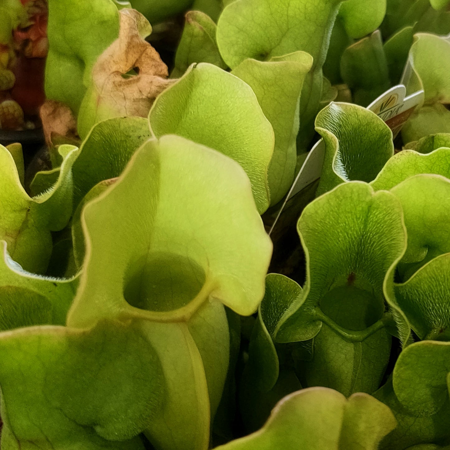 Sarracenia purpurea (Purple Pitcher Plant)