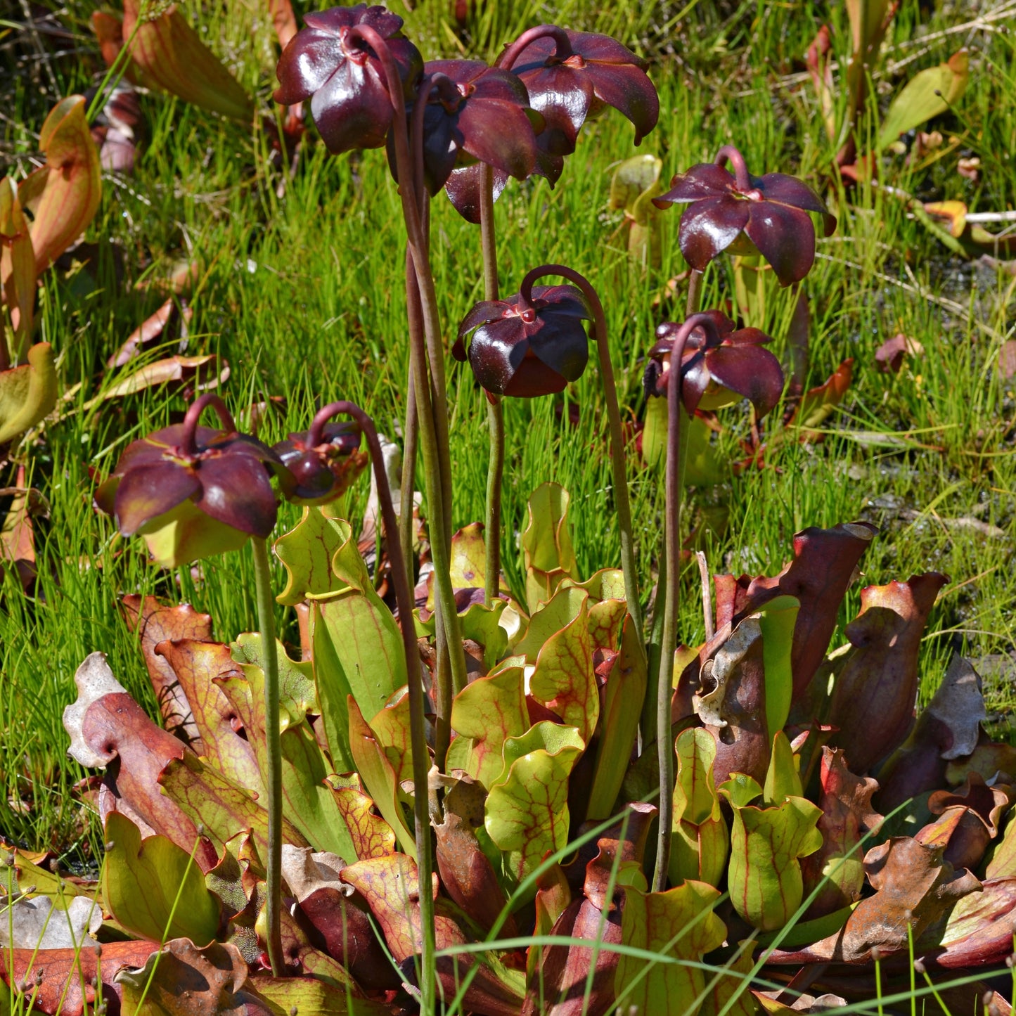 Sarracenia purpurea (Purple Pitcher Plant)