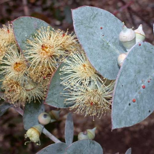 Eucalyptus pulverulenta 'Baby Blue'