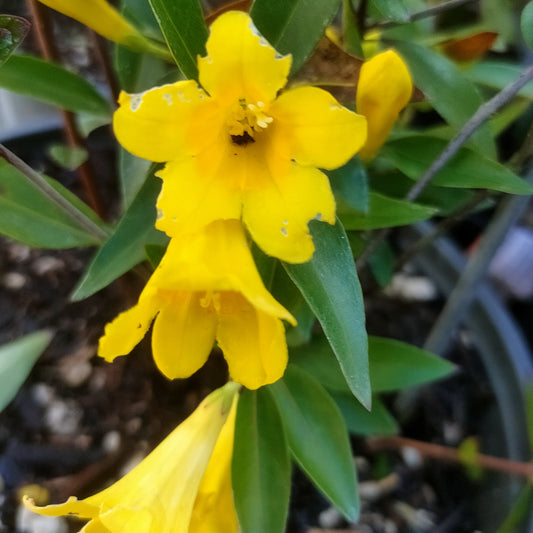 Gelsemium sempervirens (Carolina Jessamine)