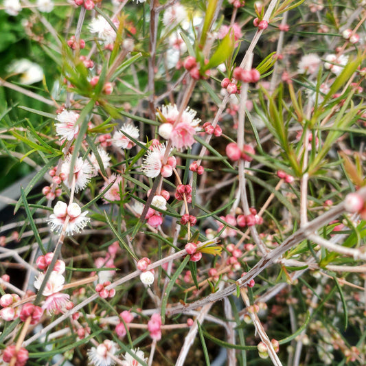 Hypocalymma angustifolium (White Myrtle)