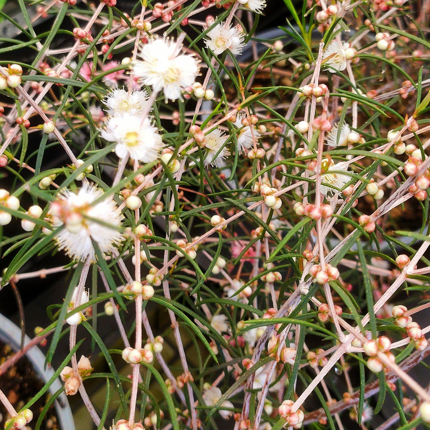 Hypocalymma angustifolium (White Myrtle)