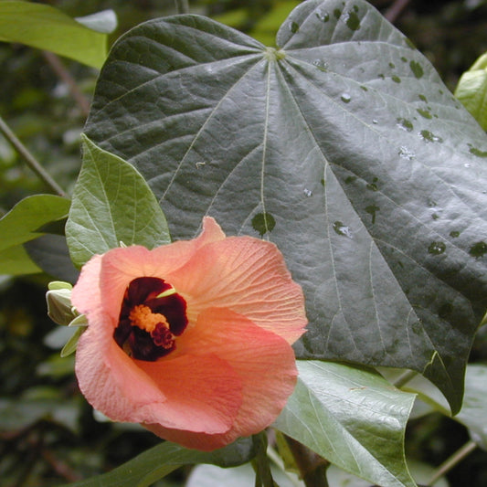 Hibiscus tiliaceus (Sea Hibiscus)