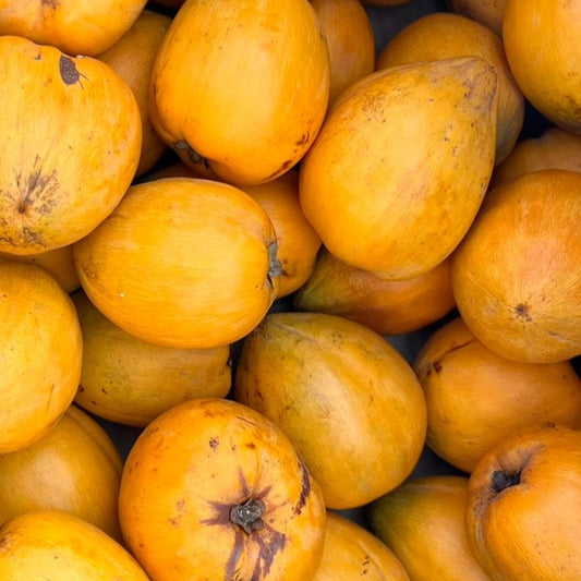 Pouteria campechiana (Eggfruit, Canistel)