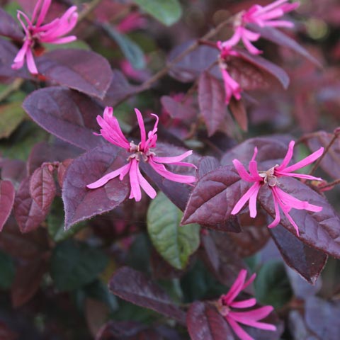 Loropetalum chinense var. rubrum (Chinese Fringe Flower, Strap Flower)