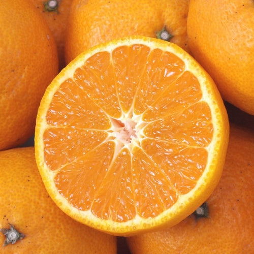 Citrus reticulata 'Kara' (Mandarin)