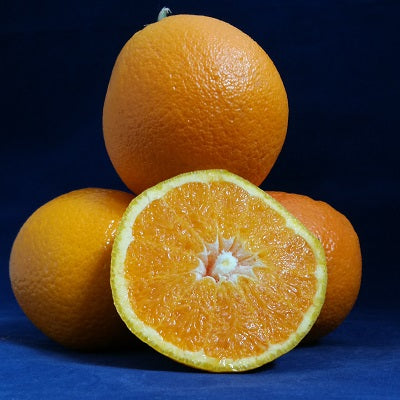 Citrus × sinensis 'Powell Navel' (Orange)