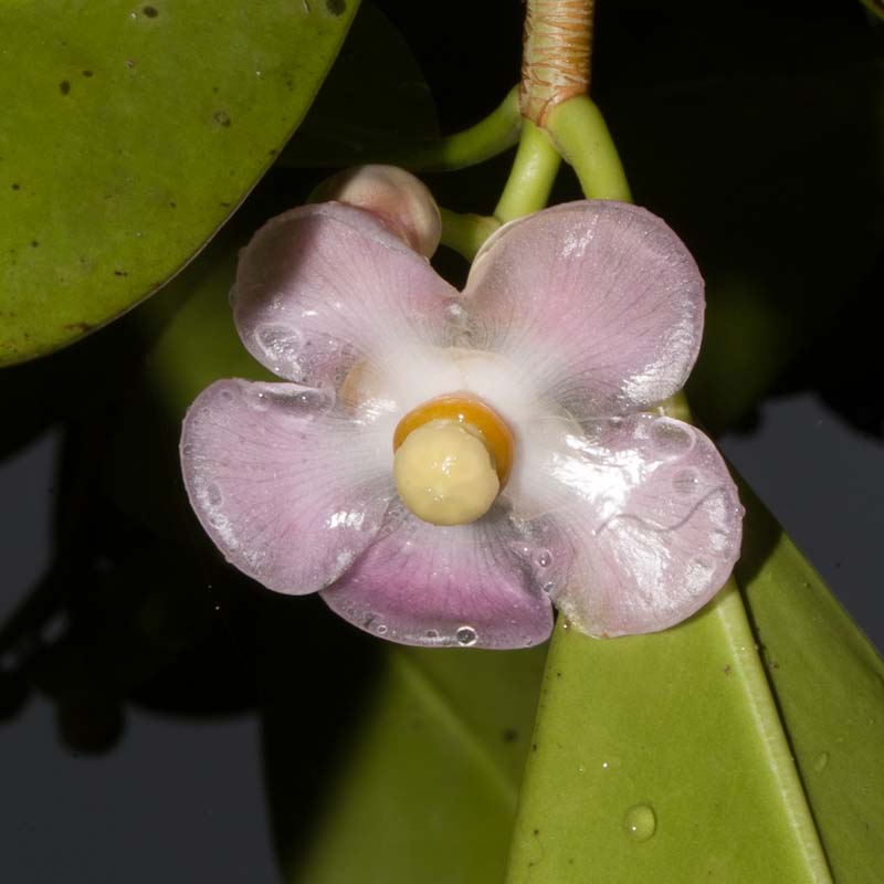 Clusia rosea 'Queen' (Pitch Apple, Autograph Tree)