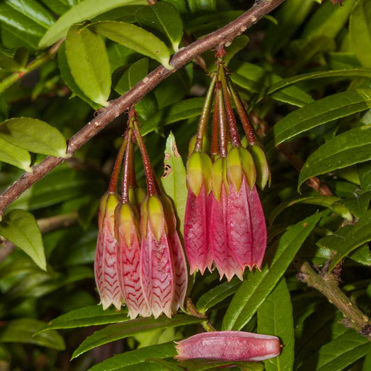 Agapetes serpens (Himalayan Lantern)