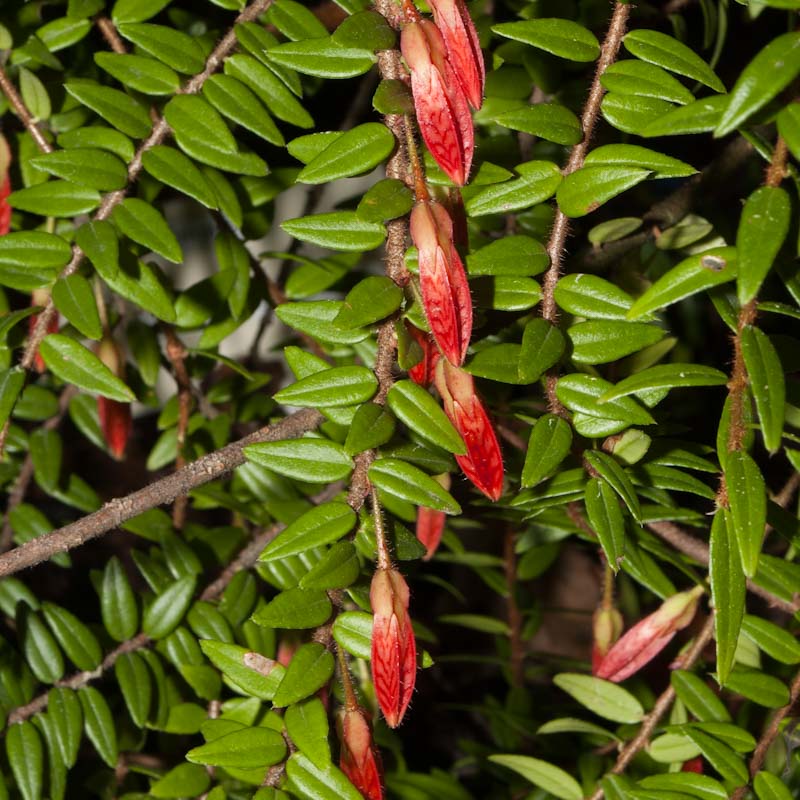 Agapetes serpens (Himalayan Lantern)