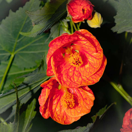 Abutilon x hybridum 'Orange' (Chinese Lanterns)