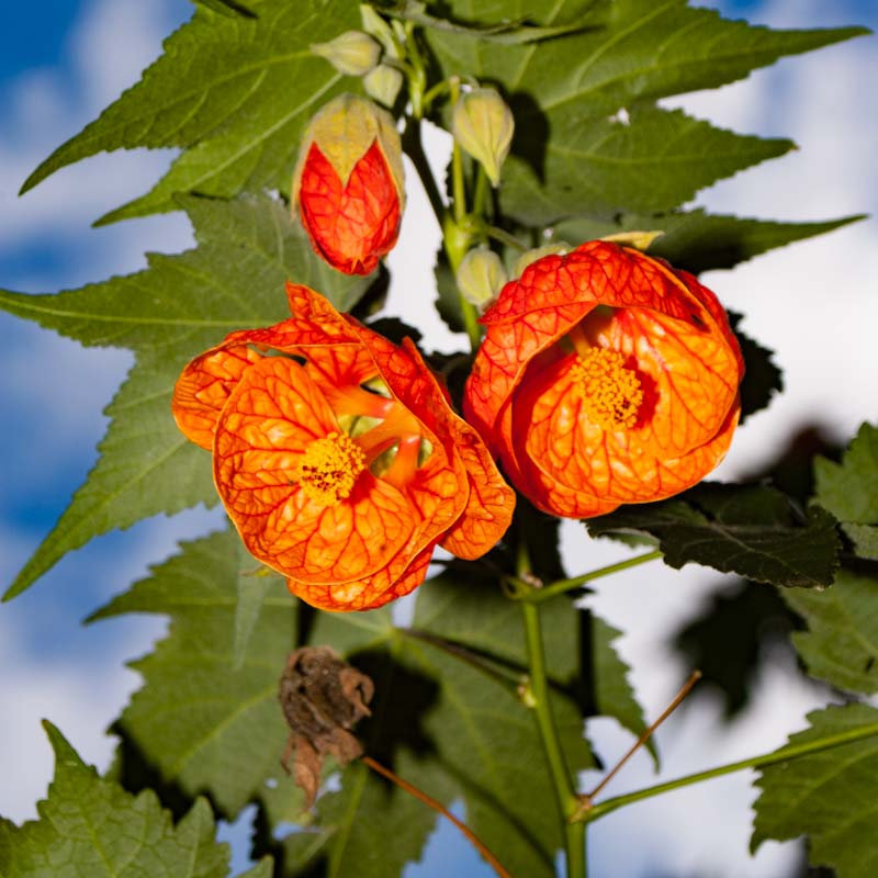 Abutilon x hybridum 'Orange' (Chinese Lanterns)