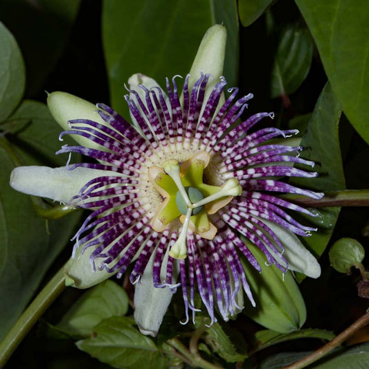 Passiflora ligularis (Sweet Granadilla)