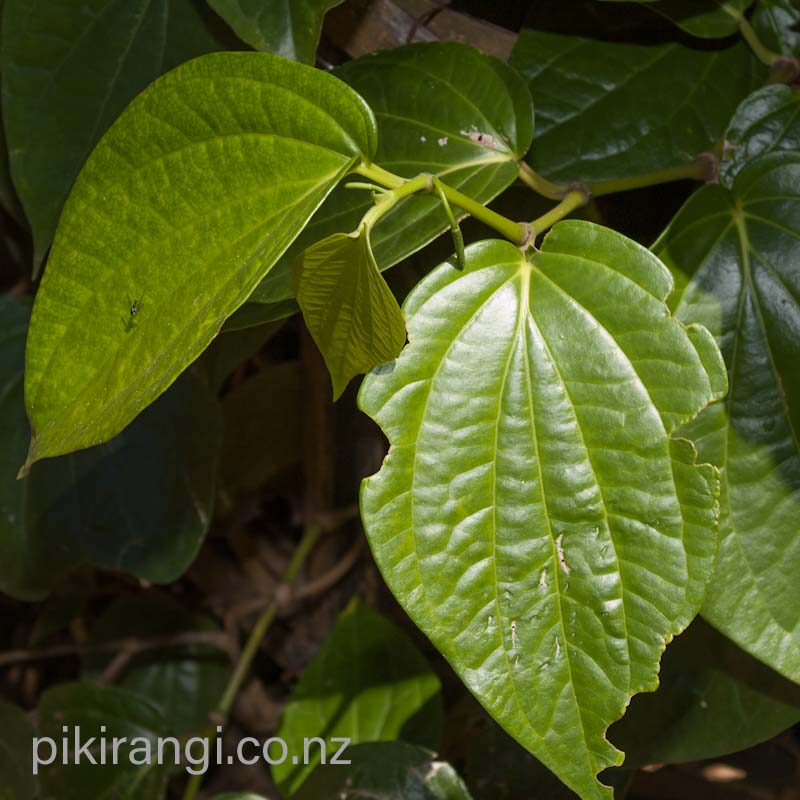 Piper betle (Betel Leaf Plant)