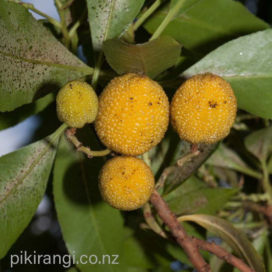 Arbutus × andrachnoides (Hybrid Strawberry Tree)