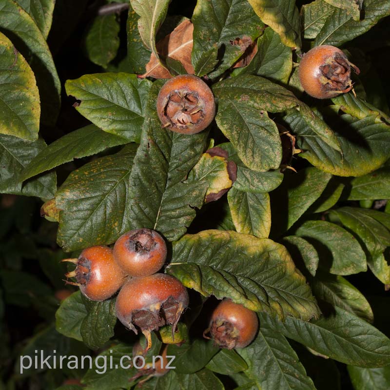 Mespilus germanica (Medlar)