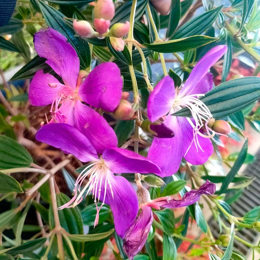 Tibouchina granulosa 'Carol Lyn'